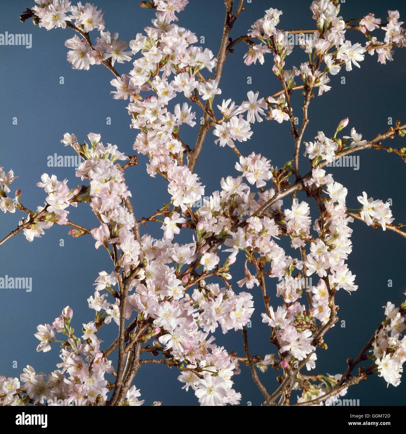 Prunus subhirtella - `Autumnalis Rosea'   TRS018136 Stock Photo